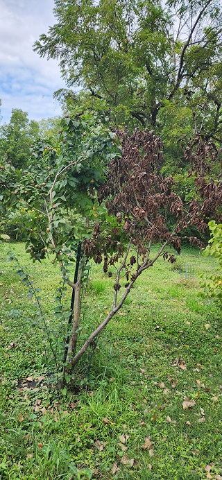 1000006982 dead tree.jpg